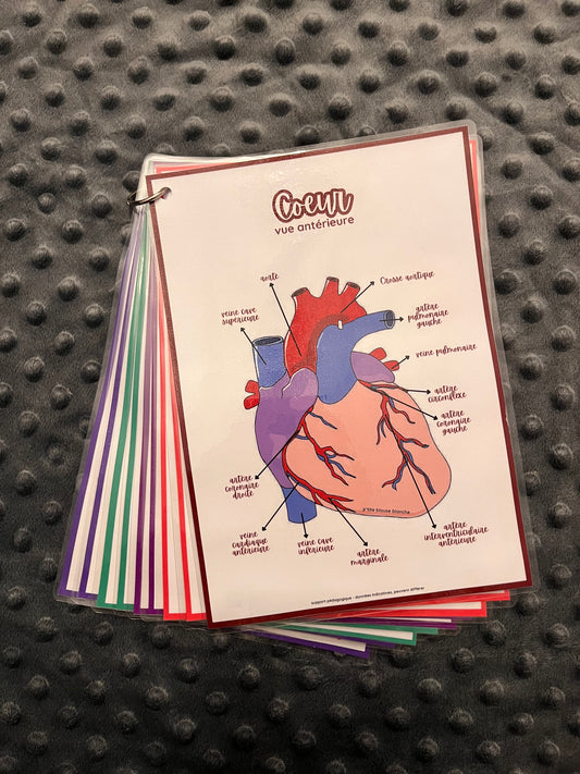 Kit d’anatomie 2 - Structures anatomiques