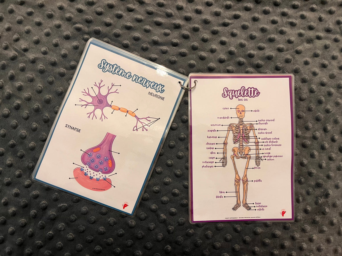 Kit d’Anatomie 1 - Organes et Systèmes du Corps Humain