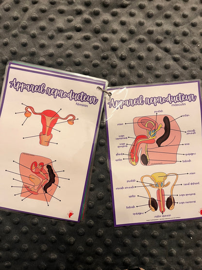 Kit d’anatomie 2 - Structures anatomiques