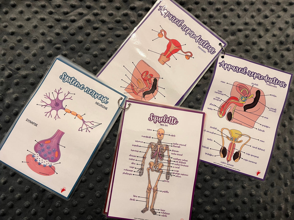 Kit d’Anatomie Complet - Kit 1 + Kit 2