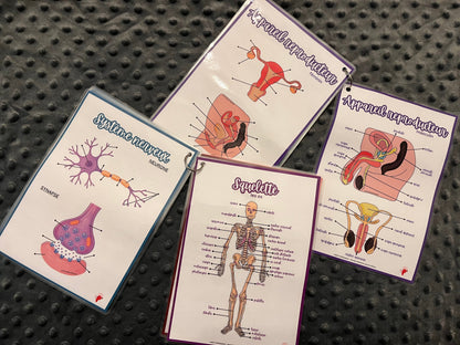 Kit d’Anatomie Complet - Kit 1 + Kit 2