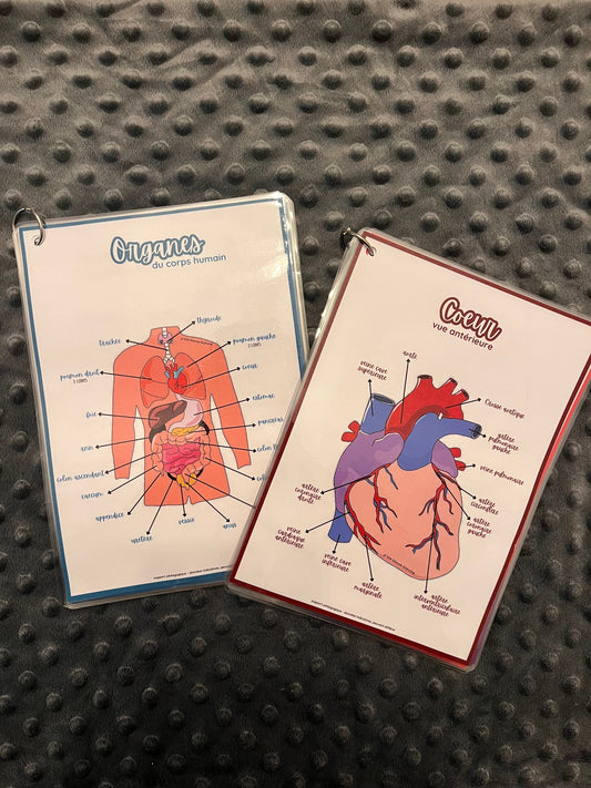 Kit d’Anatomie Complet - Kit 1 + Kit 2